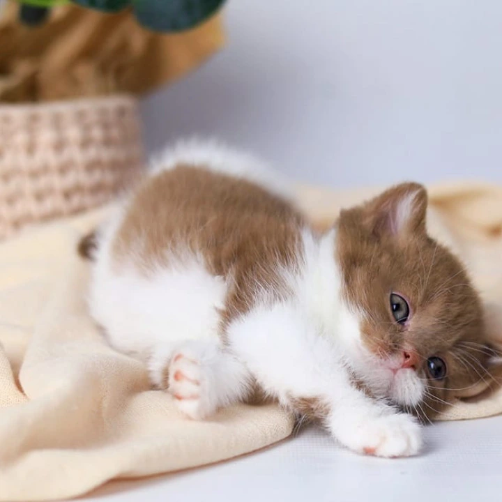 Cindy British Kittens | Buy a kitten. 