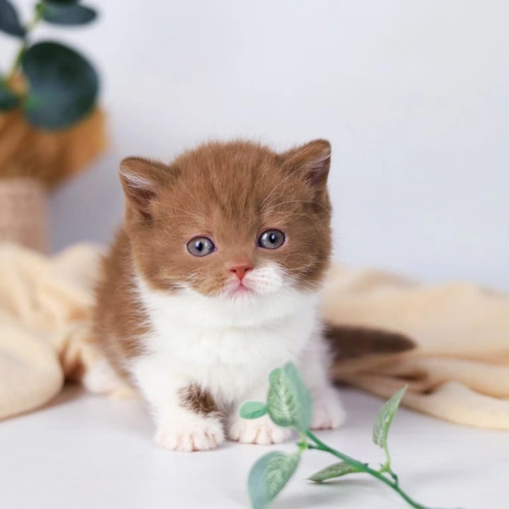 Cindy British Kittens | Buy a kitten. 