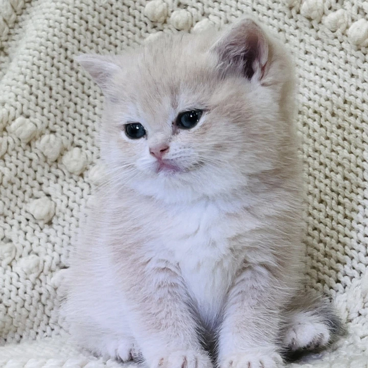 Luna Local - Pickup Today! | Buy a kitten. 