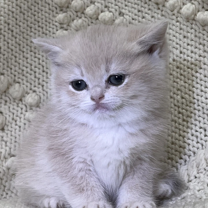 Luna Local - Pickup Today! | Buy a kitten. 