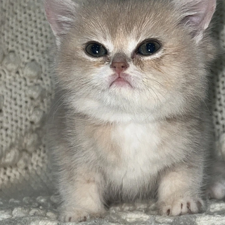 Bella Local - Pickup Today! | Kitten for sale. 