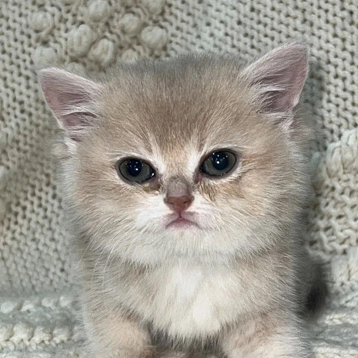 Bella Local - Pickup Today! | Kitten for sale. 