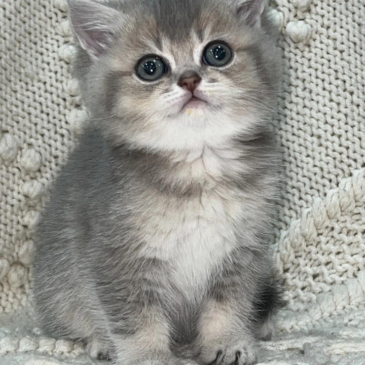 Sakura Local - Pickup Today! | Kitten for sale. 