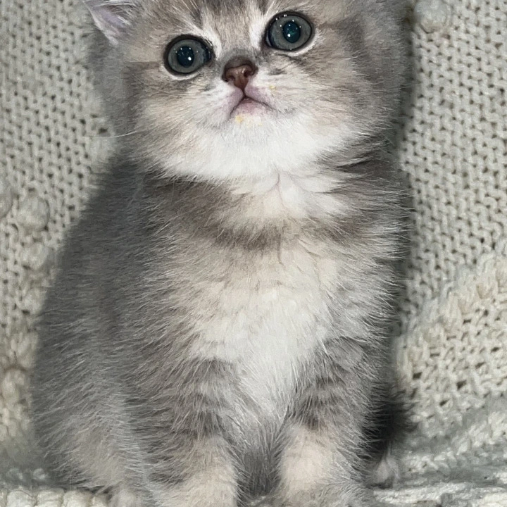 Sakura Local - Pickup Today! | Kitten for sale. 