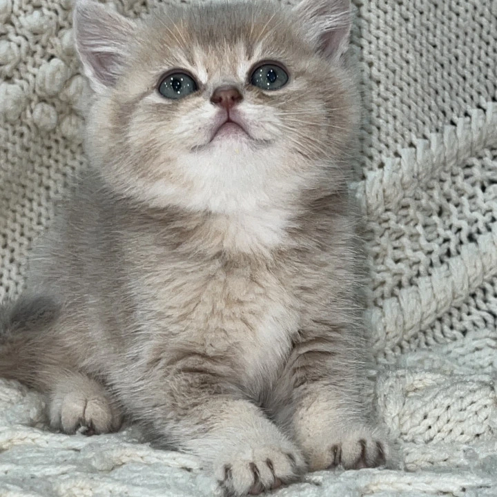 Latyk Local - Pickup Today! | Kittens for sale. 