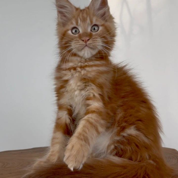 Xenophont Maine Coon Kittens | Large selection of kittens. 