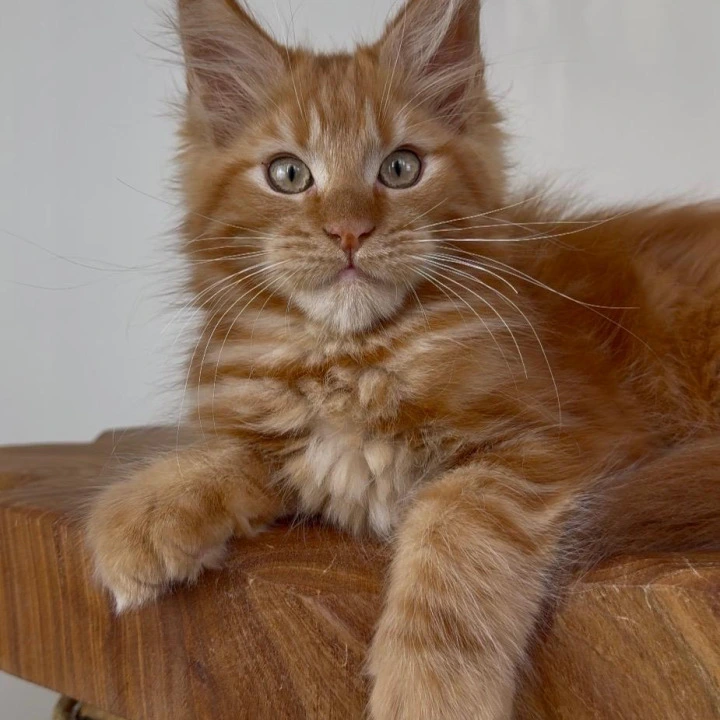 Xenophont Maine Coon Kittens | Large selection of kittens. 