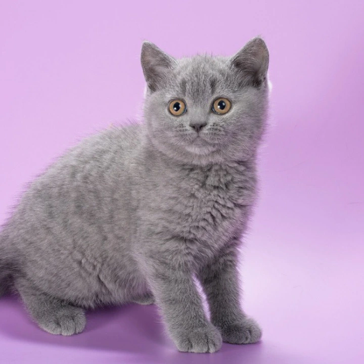 Isla British Shorthair Kittens | Kittens for sale. 