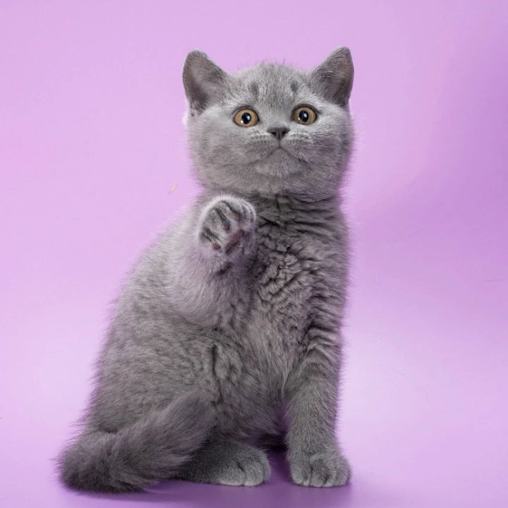 Isla British Shorthair Kittens | Kittens for sale.