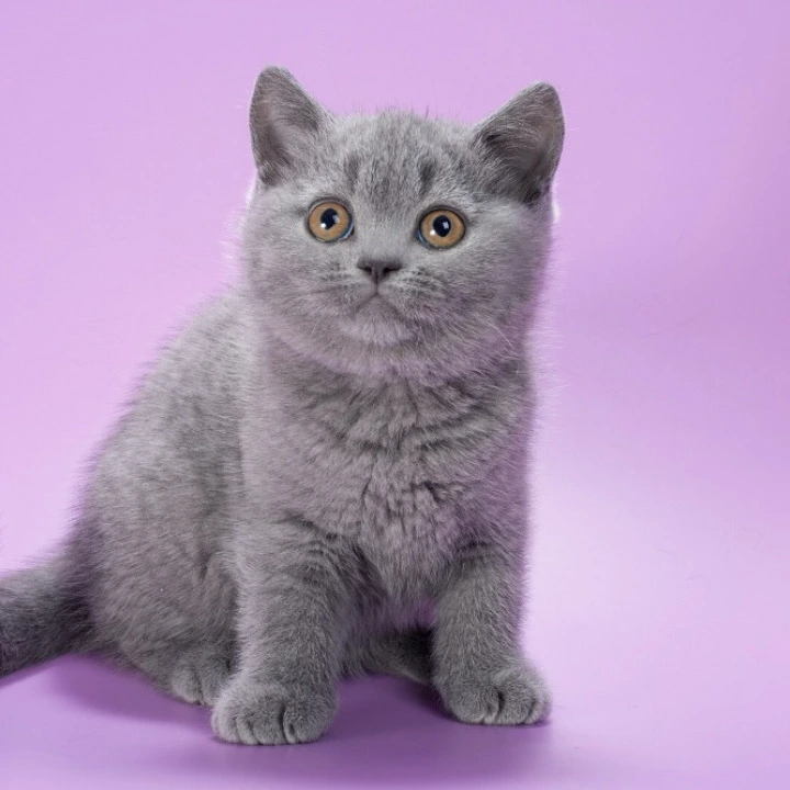 Isla British Shorthair Kittens | Kittens for sale.