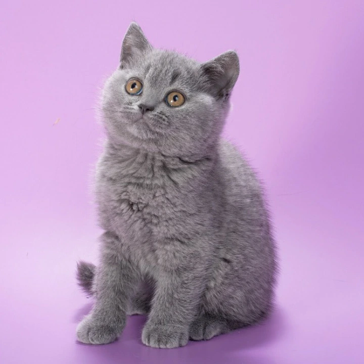 Isla British Shorthair Kittens | Kittens for sale. 