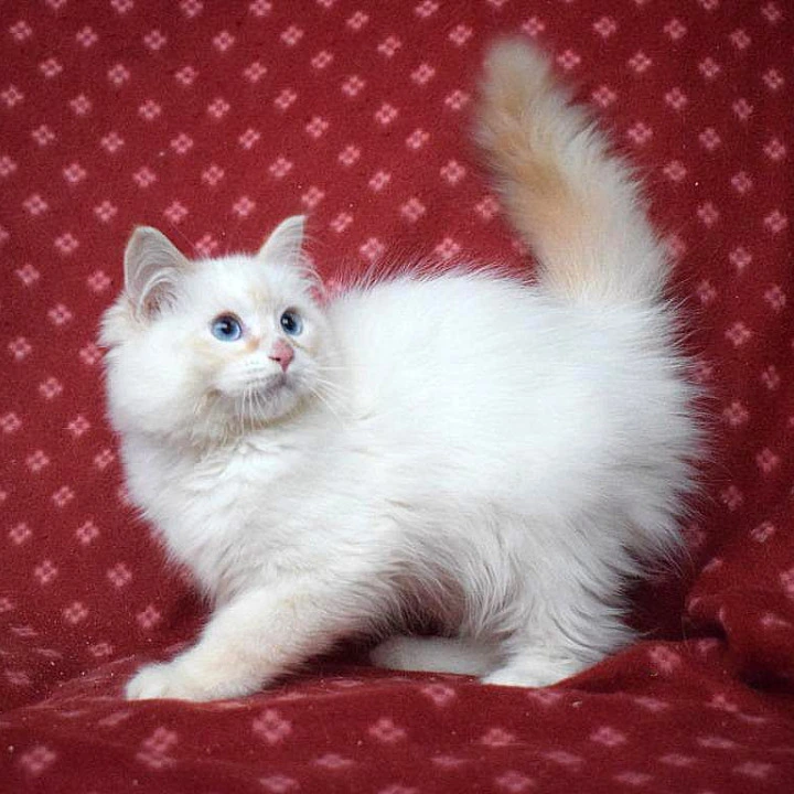 Dimyan Siberian Kittens | Kittens for sale. 