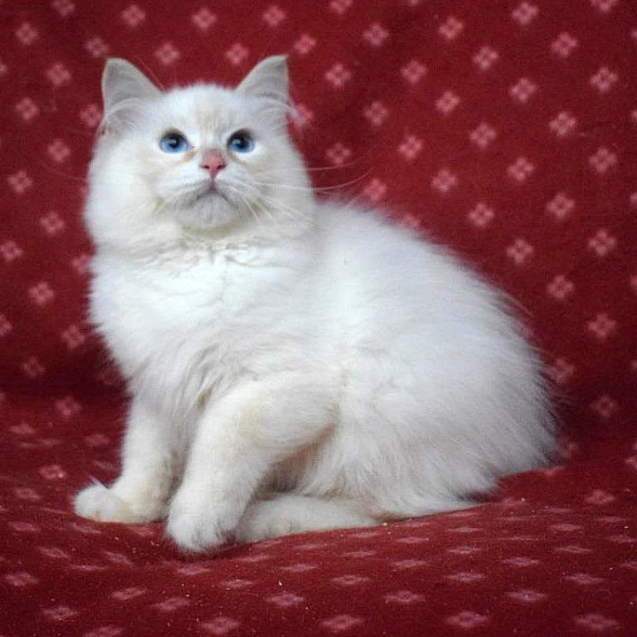 Dimyan Siberian Kittens | Kittens for sale. 