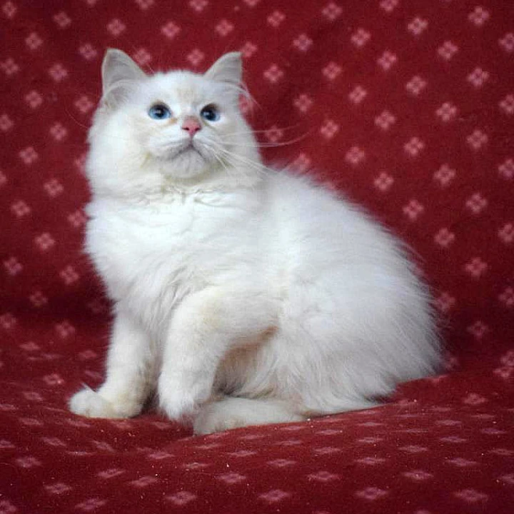 Dimyan Siberian Kittens | Kittens for sale. 