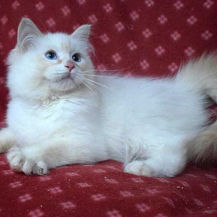 Dimyan Siberian Kittens | Kittens for sale. 