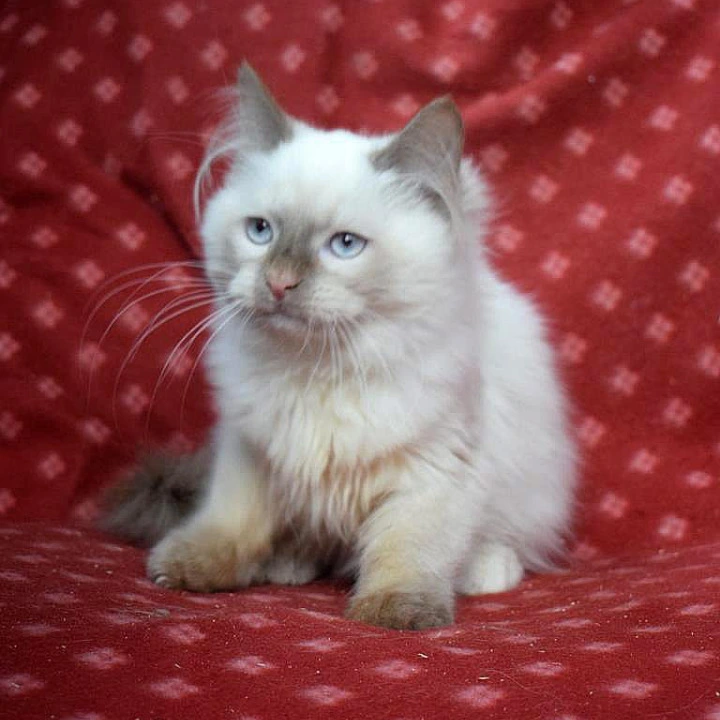 Damir Siberian Kittens | Buy a kitten. 