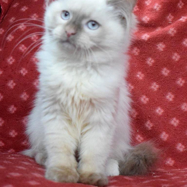 Damir Siberian Kittens | Buy a kitten. 