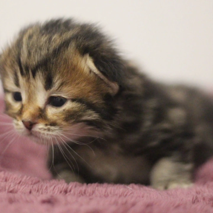 Cassius Siberian Kittens | Buy a kitten. 