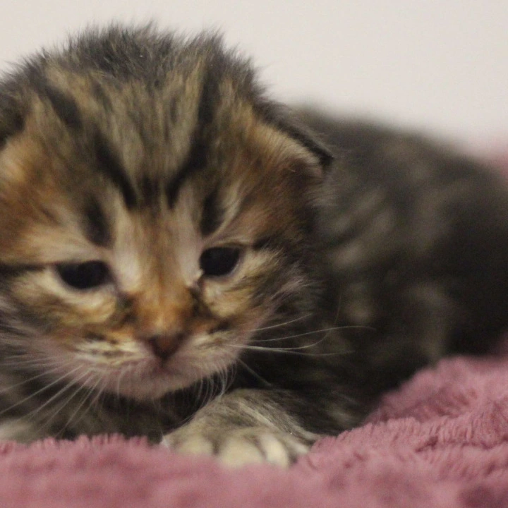 Cassius Siberian Kittens | Buy a kitten.