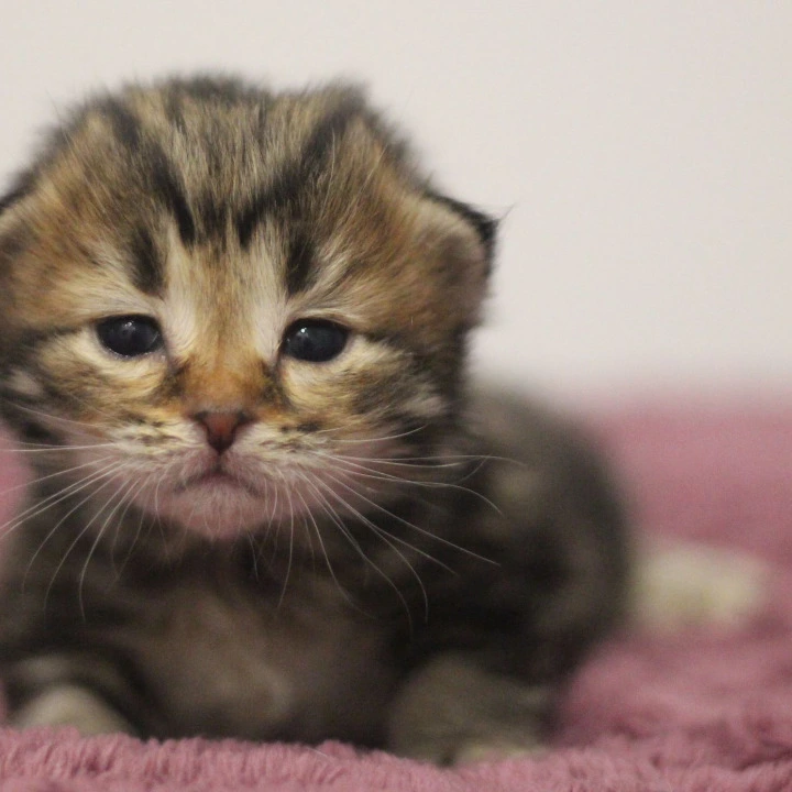 Cassius Siberian Kittens | Buy a kitten.