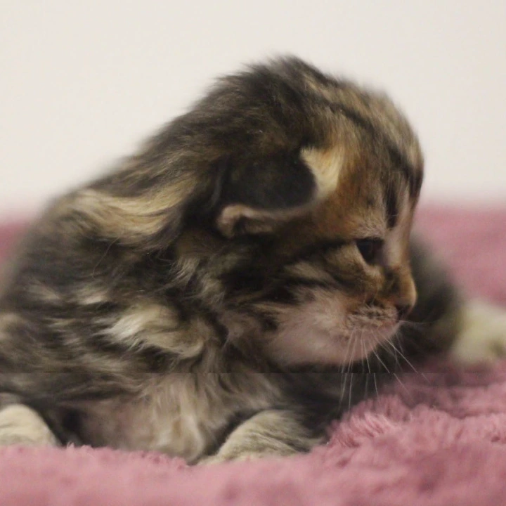 Cassius Siberian Kittens | Buy a kitten.