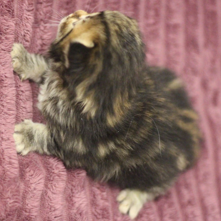 Cassius Siberian Kittens | Buy a kitten. 