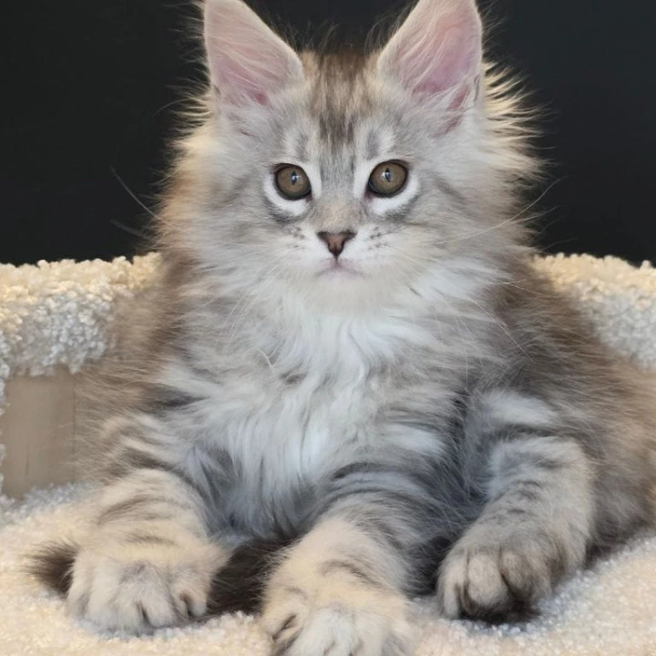 Olivia Maine Coon Kittens | Buy a kitten.