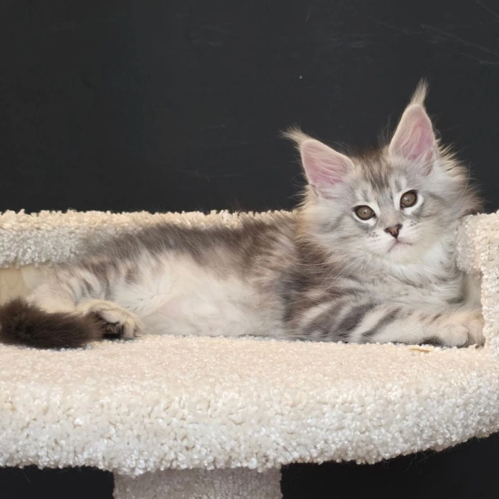 Olivia Maine Coon Kittens | Buy a kitten.