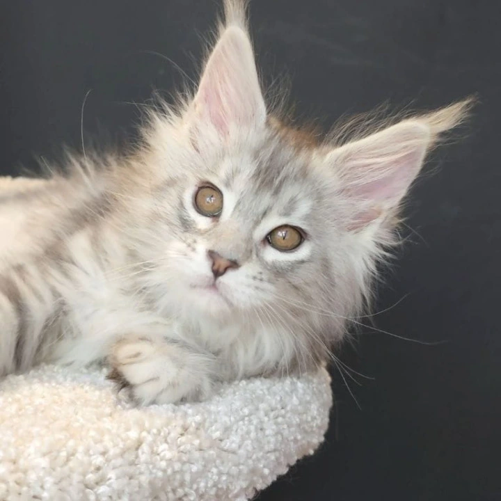 Olivia Maine Coon Kittens | Buy a kitten.