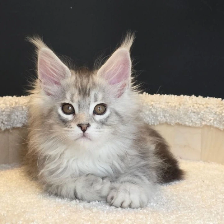 Olivia Maine Coon Kittens | Buy a kitten. 