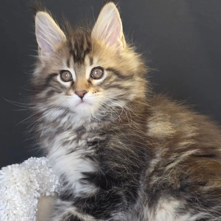 Orysya Maine Coon Kittens | Kitten for sale. 