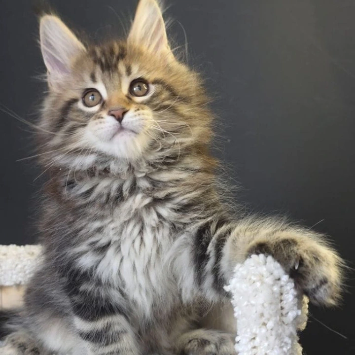 Orysya Maine Coon Kittens | Kitten for sale.