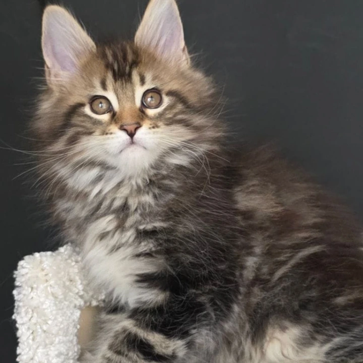 Orysya Maine Coon Kittens | Kitten for sale.