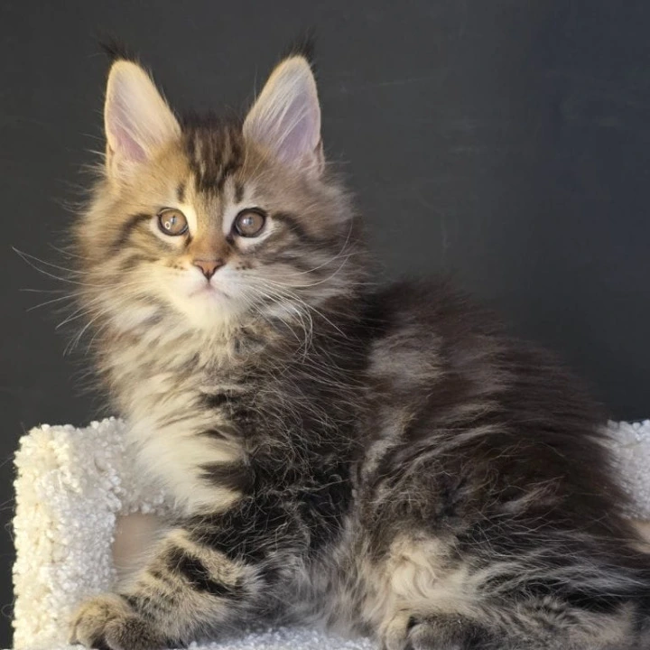 Orysya Maine Coon Kittens | Kitten for sale.
