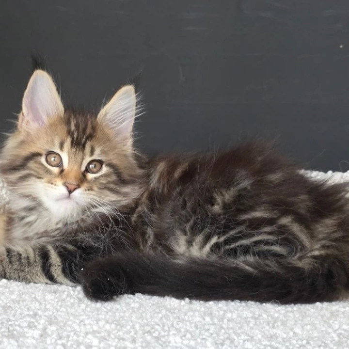 Orysya Maine Coon Kittens | Kitten for sale.