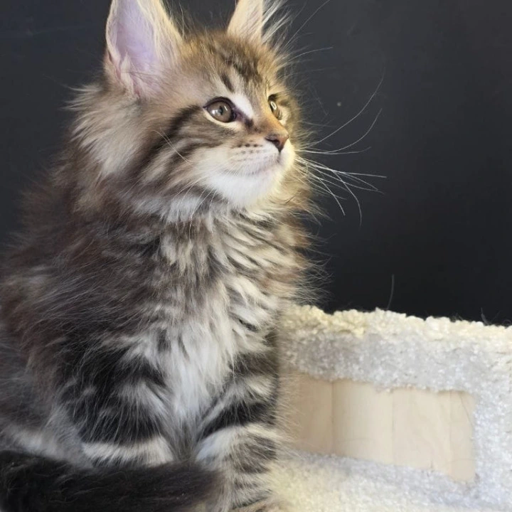 Orysya Maine Coon Kittens | Kitten for sale. 