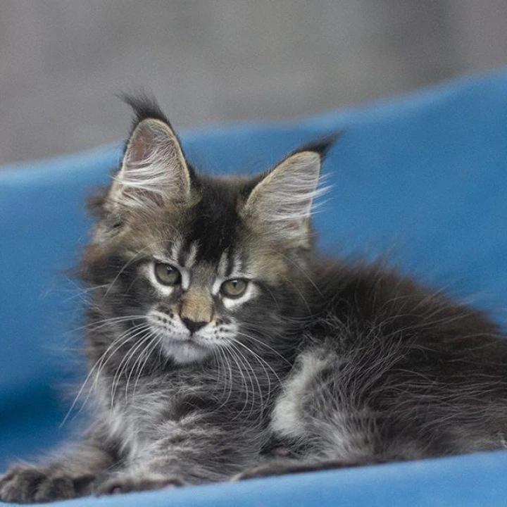 Kamchatka Maine Coon Kittens | Large selection of kittens.