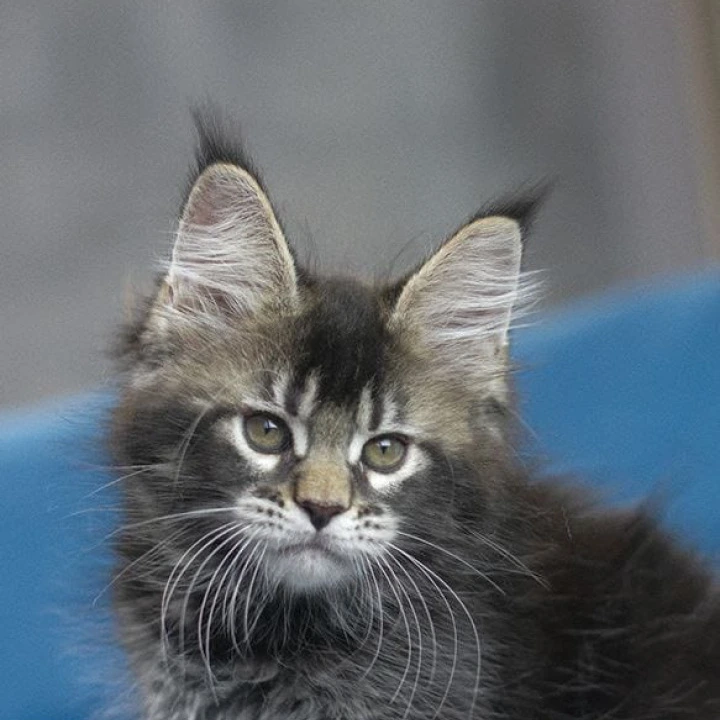 Kamchatka Maine Coon Kittens | Large selection of kittens.