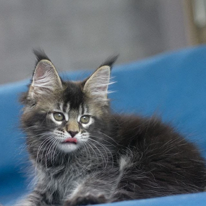 Kamchatka Maine Coon Kittens | Large selection of kittens.