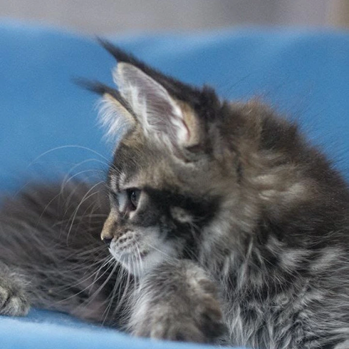 Kamchatka Maine Coon Kittens | Large selection of kittens. 