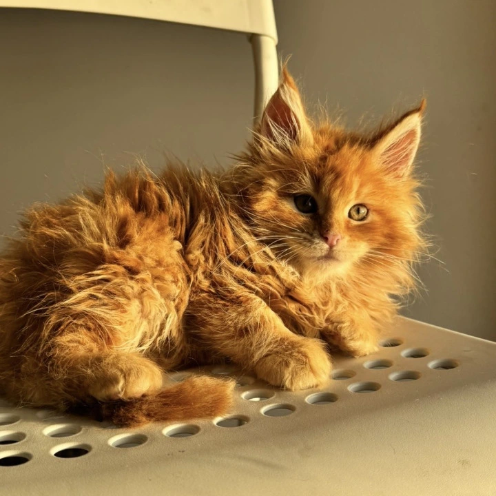 Timon Maine Coon Kittens | Kitten for sale. 