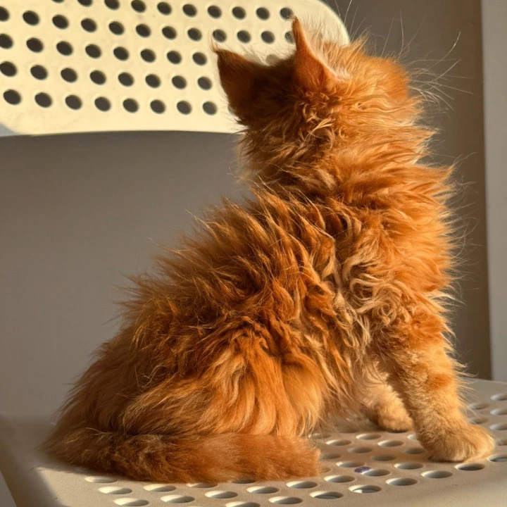 Timon Maine Coon Kittens | Kitten for sale. 