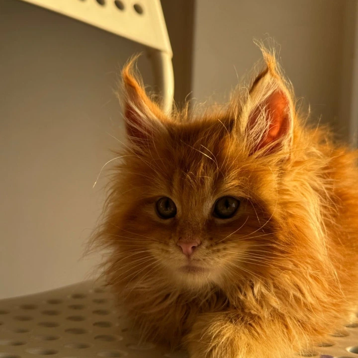 Timon Maine Coon Kittens | Kitten for sale. 
