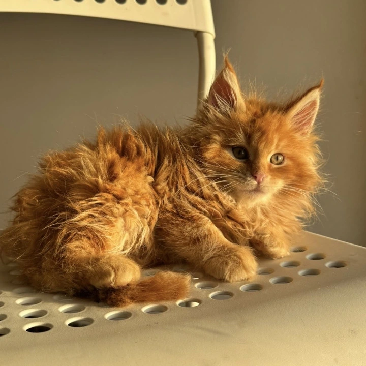 Timon Maine Coon Kittens | Kitten for sale. 