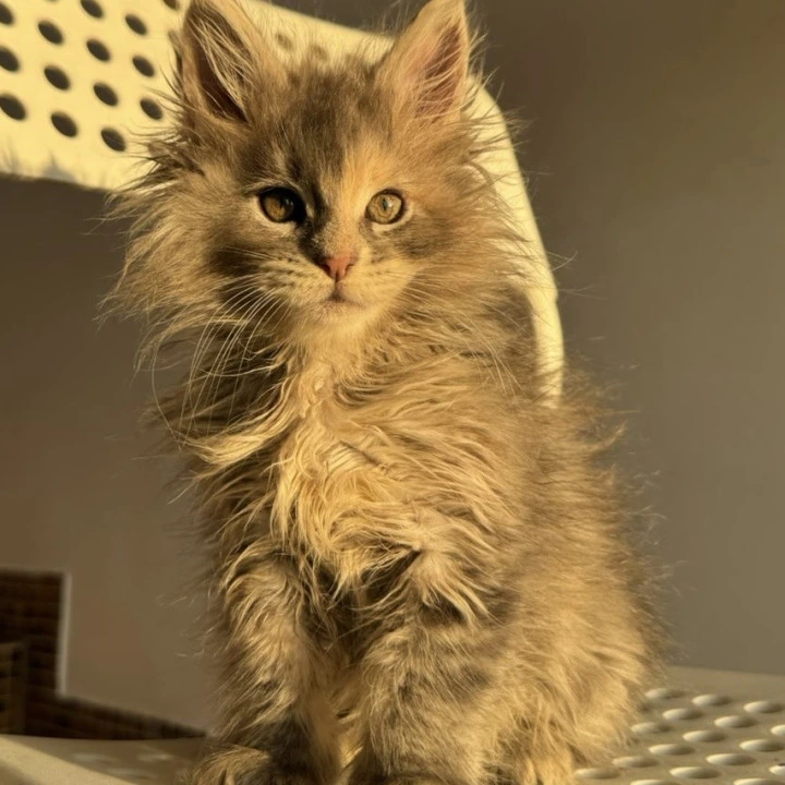 Tiona Maine Coon Kittens | Kitten for sale. 