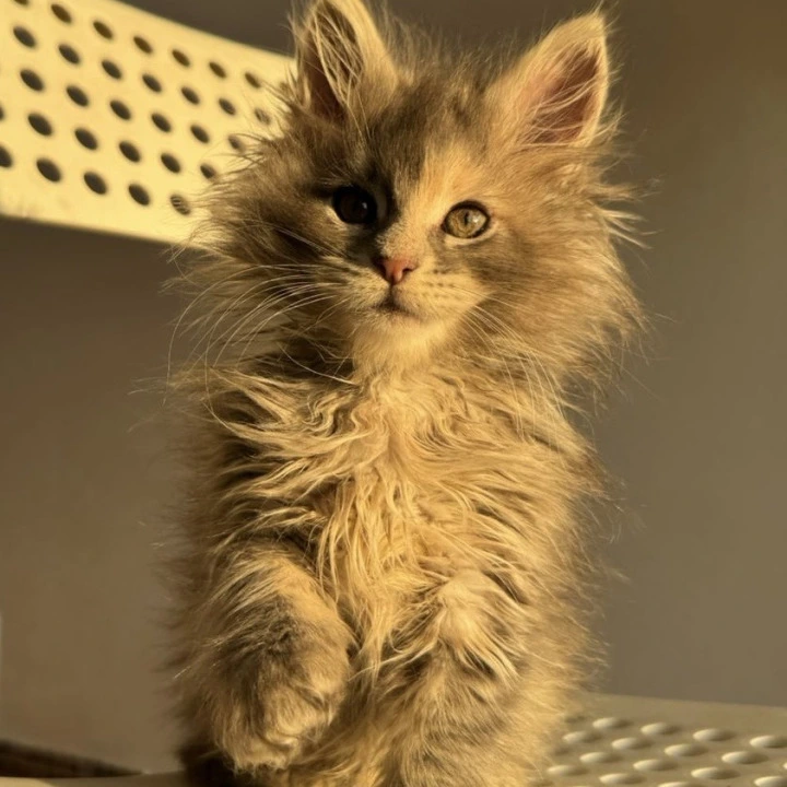 Tiona Maine Coon Kittens | Kitten for sale. 