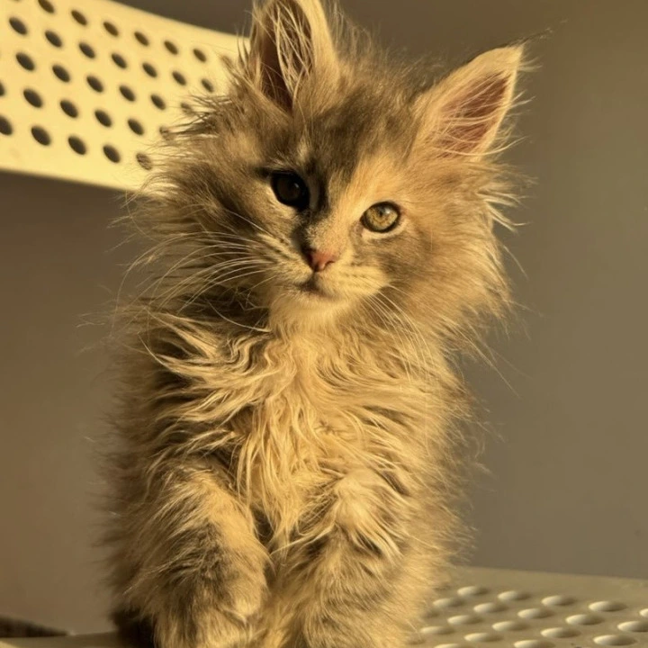 Tiona Maine Coon Kittens | Kitten for sale. 