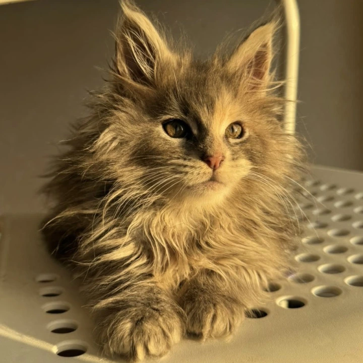 Tiona Maine Coon Kittens | Kitten for sale. 