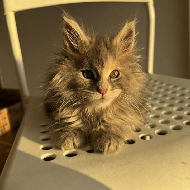 Tiona Maine Coon Kittens | Kitten for sale. 
