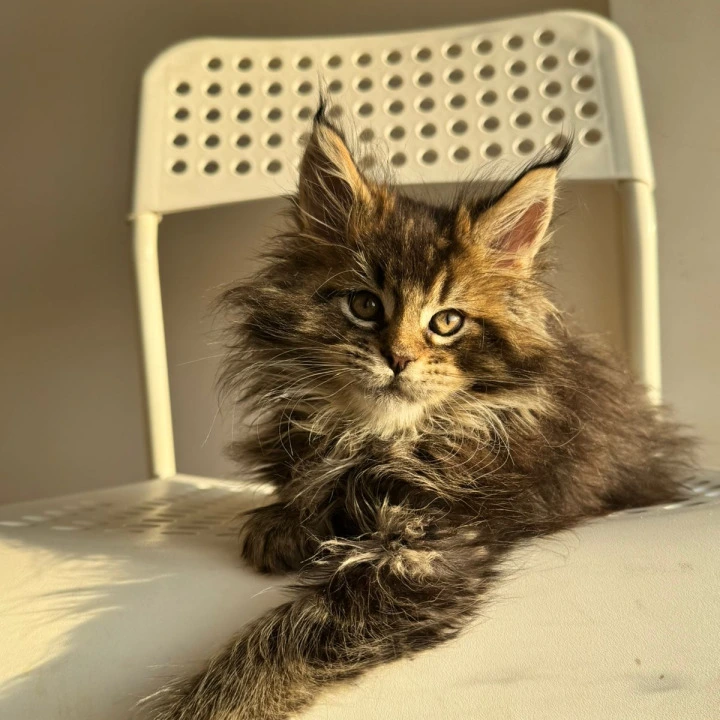 Tiger Maine Coon Kittens | Kittens for sale.